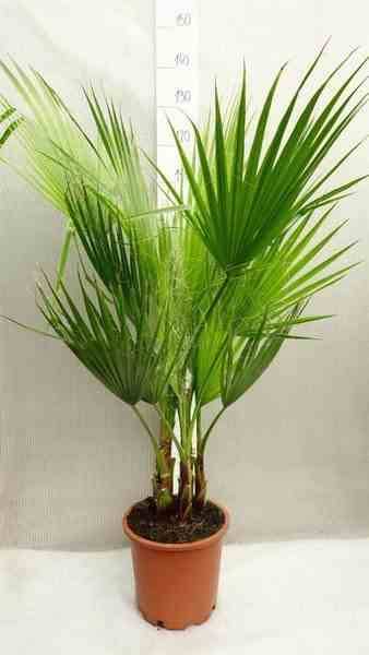 Sans Marque - Washingtonia Robusta (Palmier éventail, Palmier du Mexique ) SPÉCIMEN Couleur floraison:Rose - Taille:Pot 110L - 175/200cm - pied 80/100 - Imagen 1