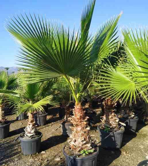 Sans Marque - Washingtonia Robusta (Palmier éventail, Palmier du Mexique ) SPÉCIMEN Couleur floraison:Rose - Taille:Pot 110L - 175/200cm - pied 80/100 - Imagen 7