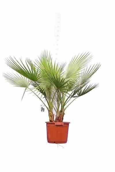 Sans Marque - Washingtonia Robusta (Palmier éventail, Palmier du Mexique ) SPÉCIMEN Couleur floraison:Rose - Taille:Pot 110L - 175/200cm - pied 80/100 - Imagen 2