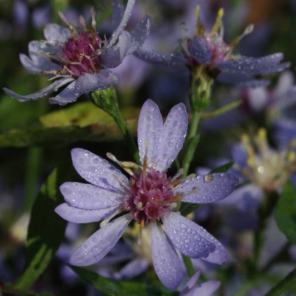 Promesse de Fleurs - Aster cordifolius Idéal Pot de 2L/3L