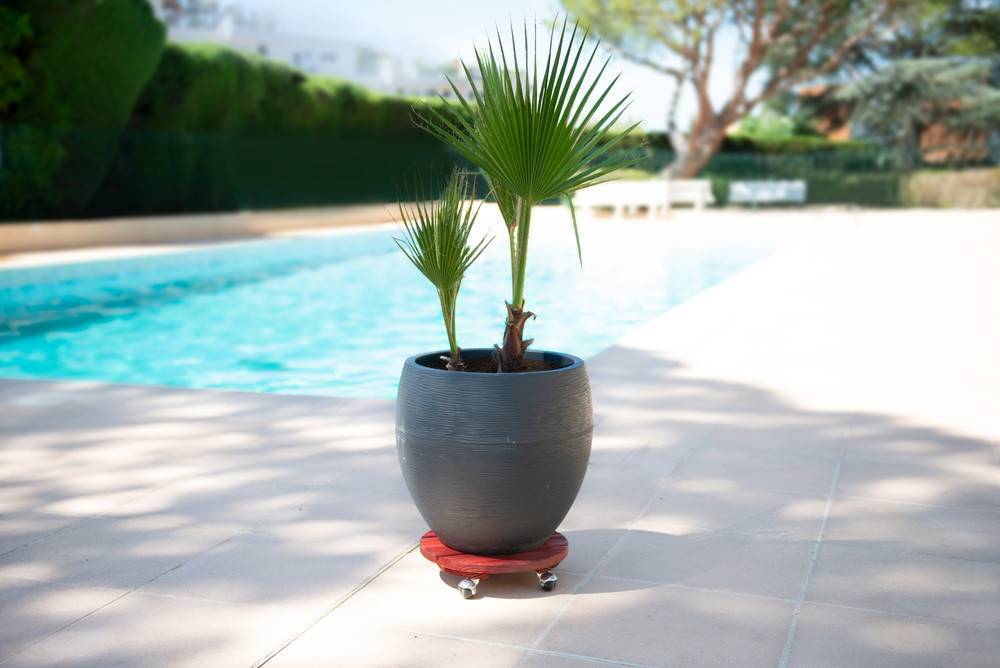 Louis Moulin - Roule plante BOIS rond rouge - 30 cm - Bois Louis Moulin - Imagen 3