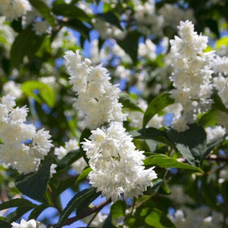 Deutzia rude (Deutzia scabra) - Godet - Taille 10/15cm - Pépinières Naudet - Image 1