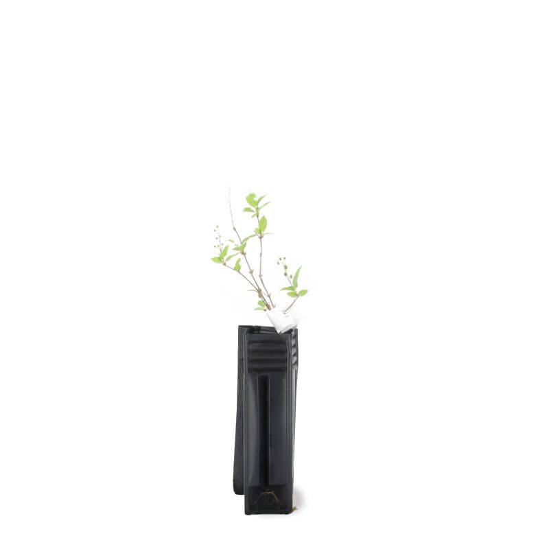 Deutzia rude (Deutzia scabra) - Godet - Taille 10/15cm - Pépinières Naudet - Image 2