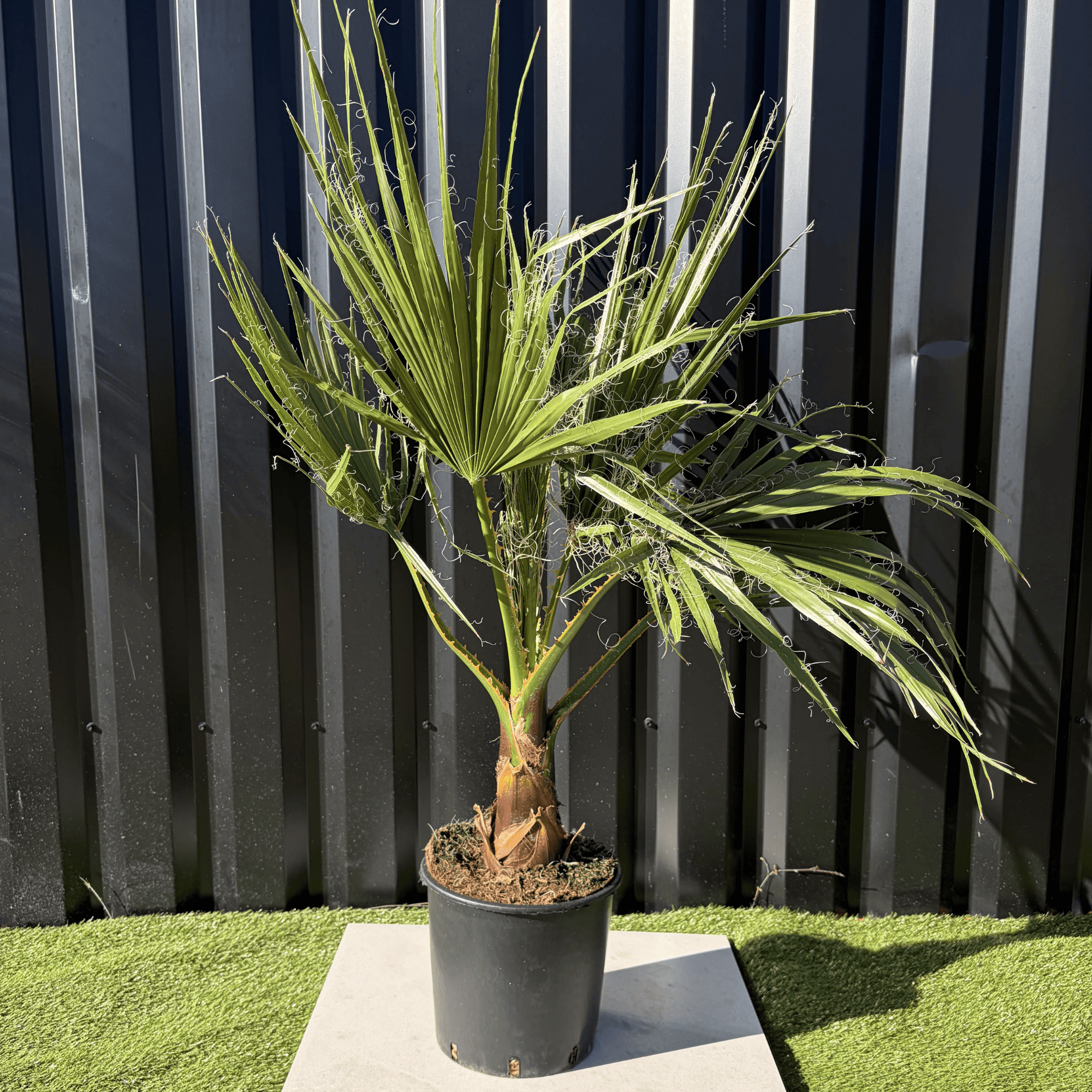 Palmier Washingtonia Robusta H.100 cm - Image 1