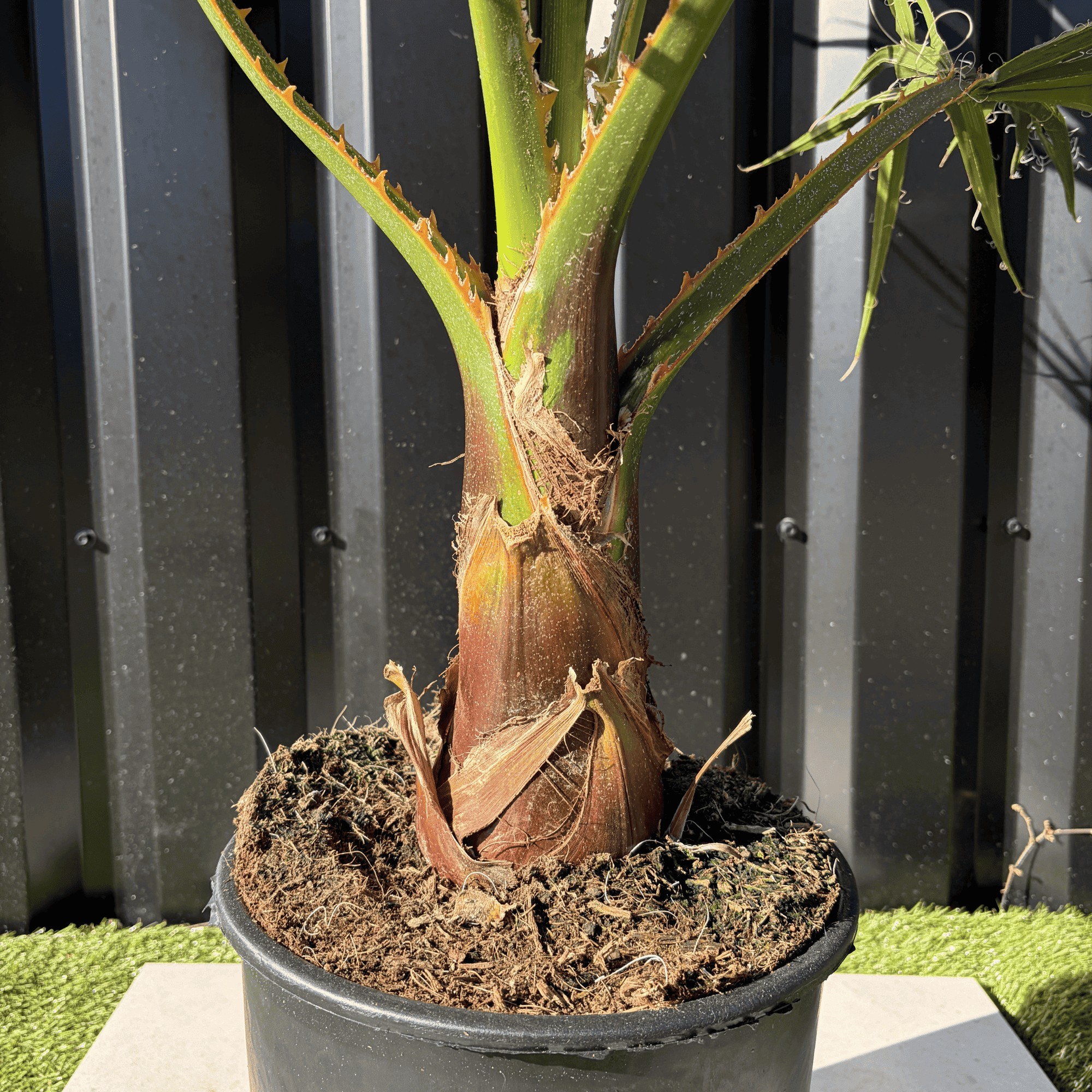 Palmier Washingtonia Robusta H.100 cm - Image 3