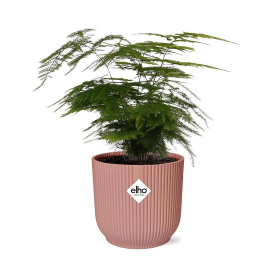 Asparagus Setaceus 'Plumosus' 14cm Rose - H35cm - Image 1