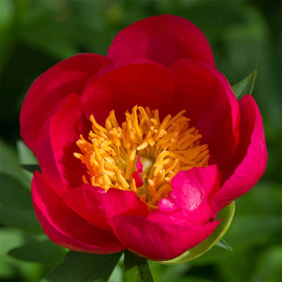 Promesse de Fleurs - Pivoine Flame Souche 3/5 yeux