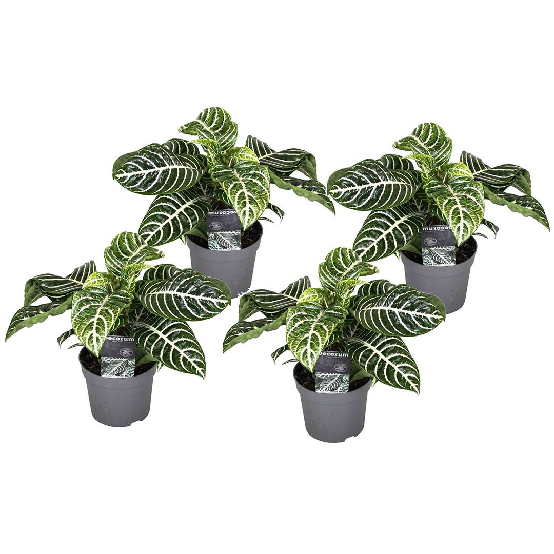 Plant In A Box - Plante à feuilles panachées - Set de 4 - Aphelandra botanica - H25-45cm - ⌀13cm - Image 1