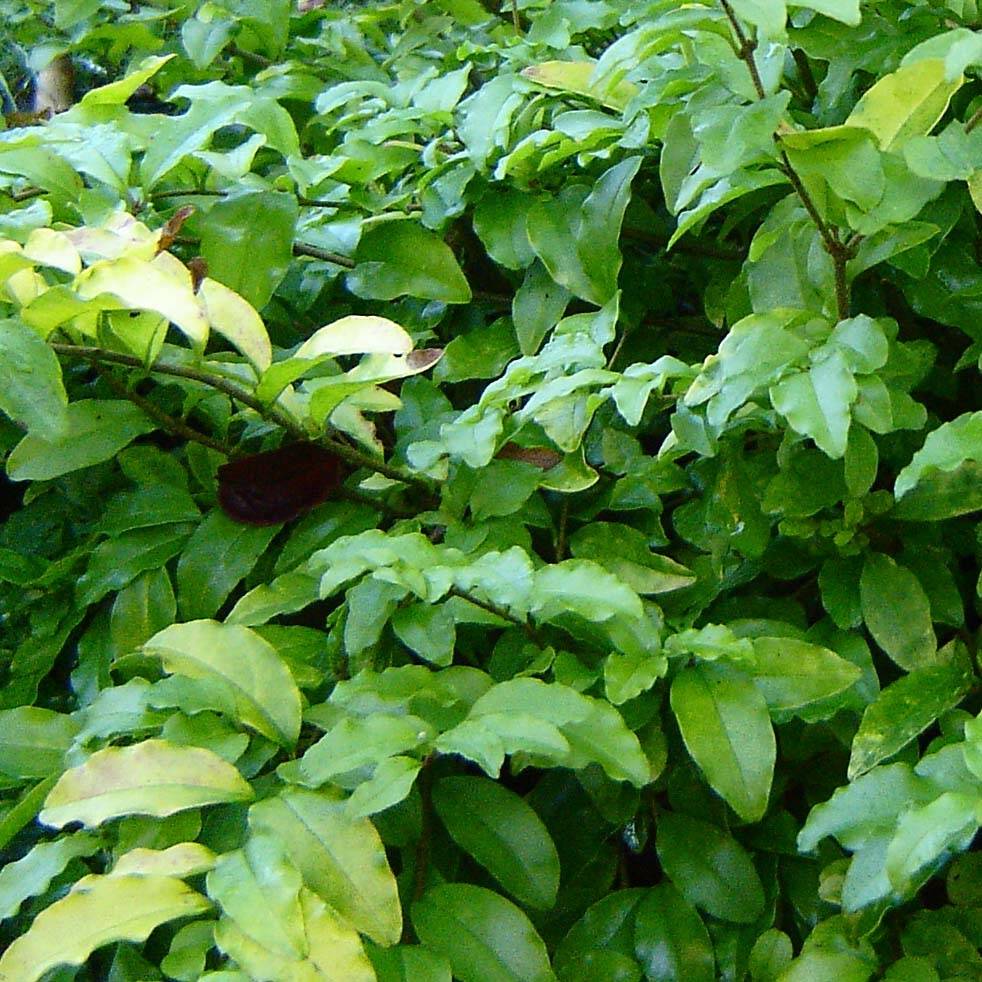 Troène de Californie Lemon Lime - Ligustrum ovalifolium  Pot de 2L/3L - Image 1