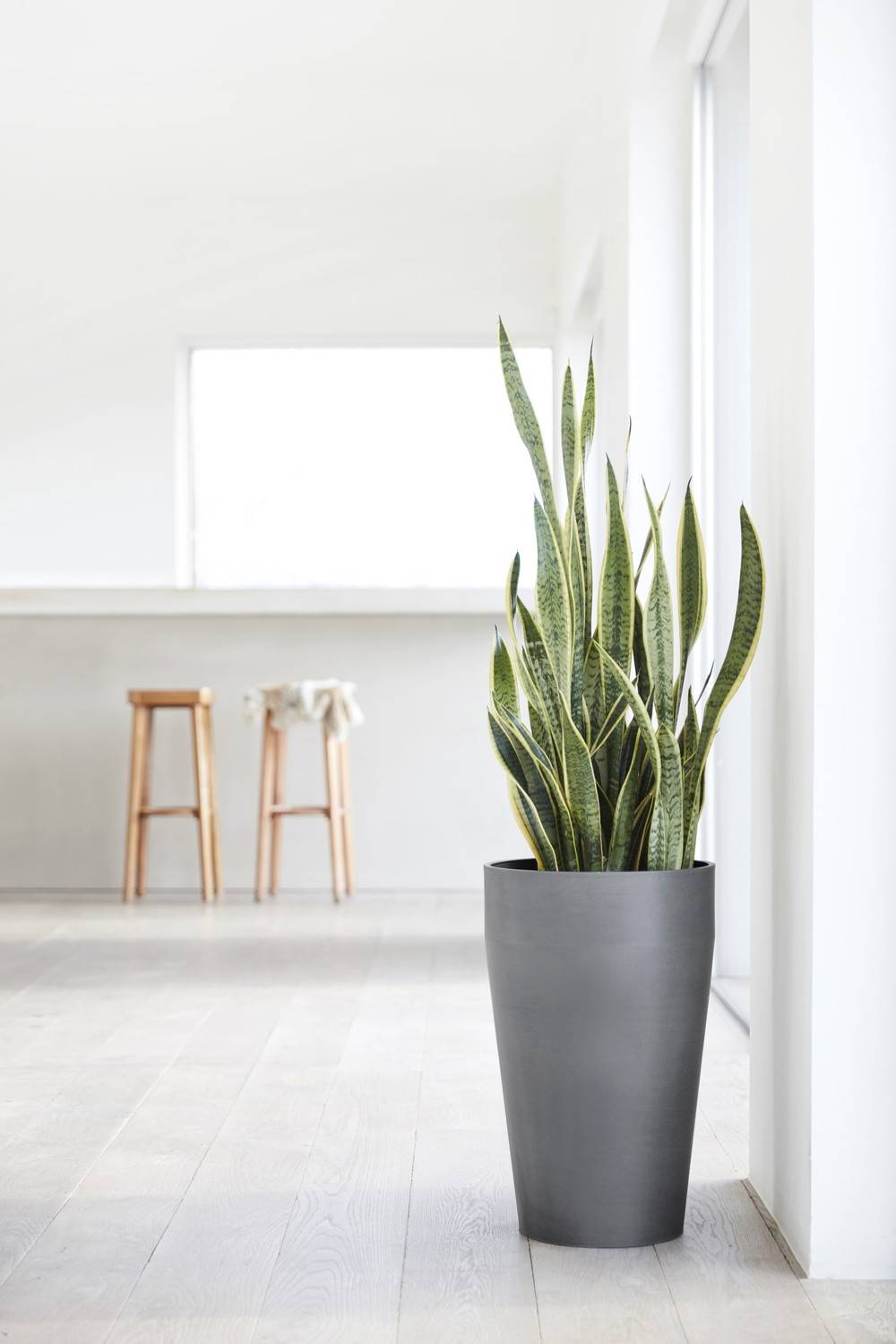 Ecopots - Pot Haut Sankara 75 Gris - Ø 45 x H. 75 cm - 78 L ECOPOTS - Imagen 5