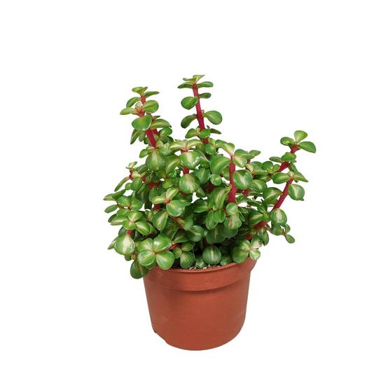 Portulacaria Afra Variegata - h25cm, Ø10,5cm - plante grasse- La Green Touch - Image 1