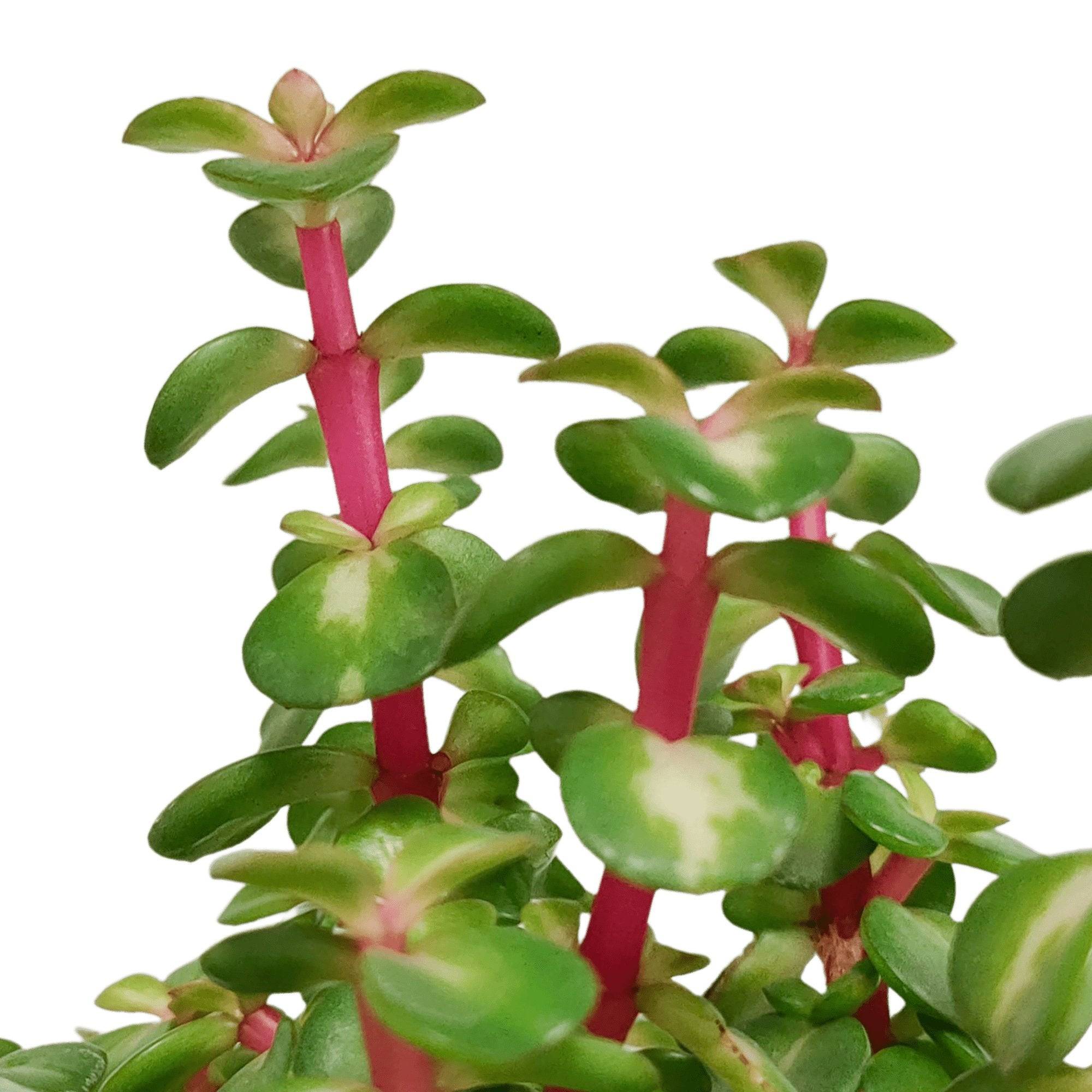 Portulacaria Afra Variegata - h25cm, Ø10,5cm - plante grasse- La Green Touch - Image 4