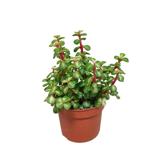 Portulacaria Afra Variegata - h25cm, Ø10,5cm - plante grasse- La Green Touch - Image 5