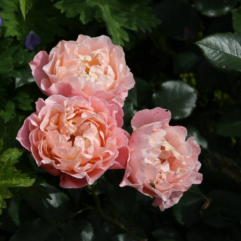 Rosier à fleurs groupées Marie Curie Racines nues en motte