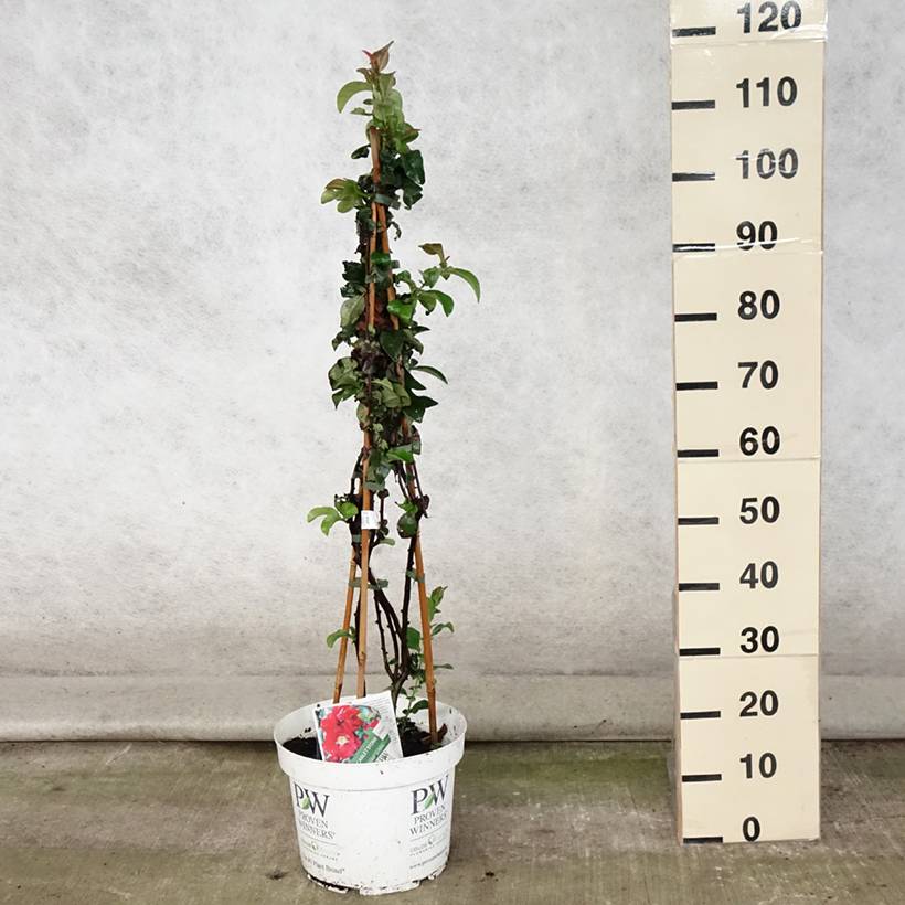 Cognassier du Japon - Chaenomeles speciosa Scarlet Storm   Pot de 7,5L/10L - Image 2