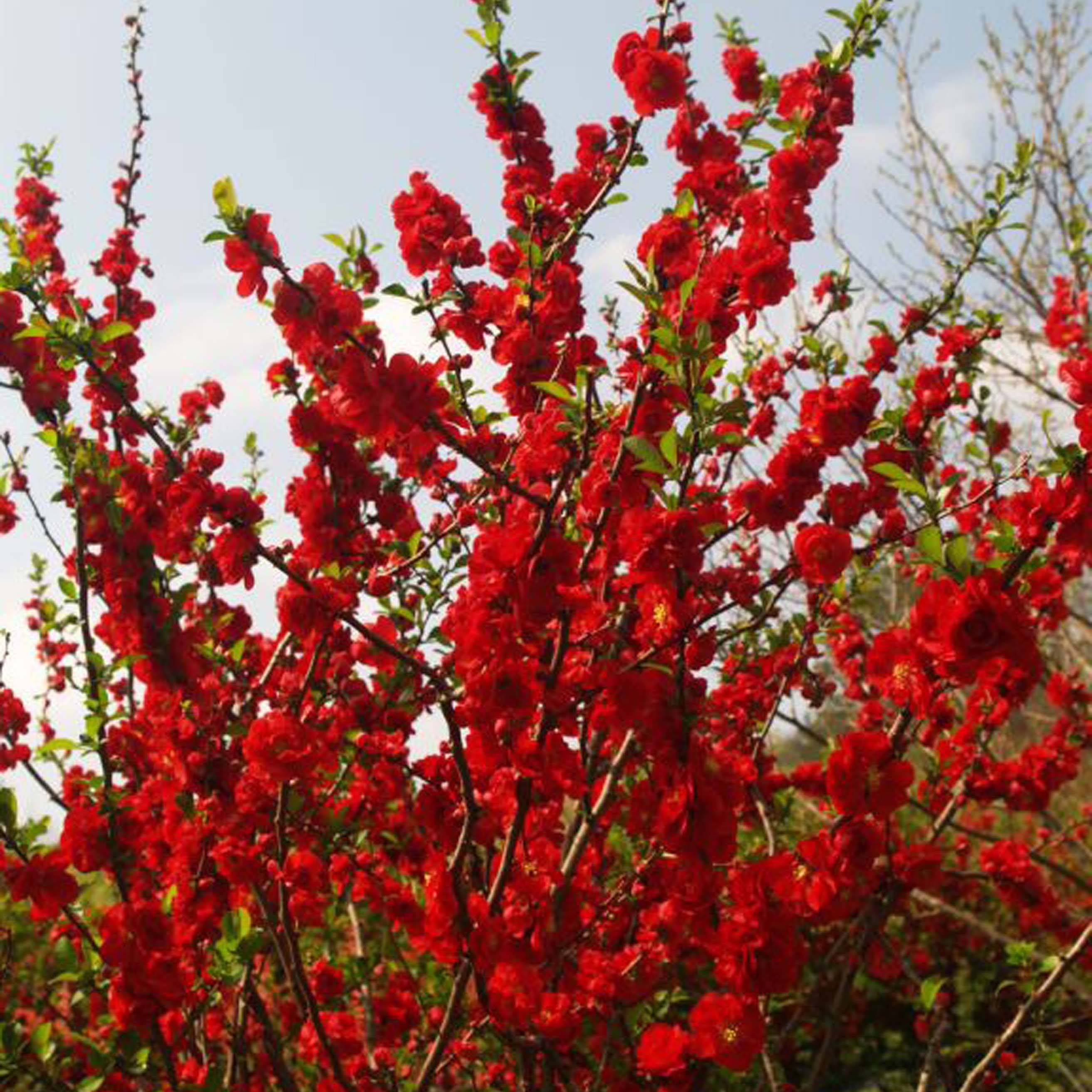 Cognassier du Japon - Chaenomeles speciosa Scarlet Storm   Pot de 7,5L/10L - Image 1