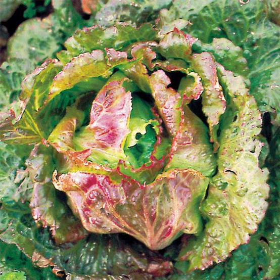 Laitue Batavia Goutte de Sang Bio - Ferme de Sainte Marthe le sachet de 500 graines environ