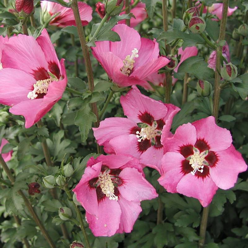 Hibiscus Pink Giant® 'Flogi', Althéa à fleurs Rose - feuillage Caduc - Pot de 7,5L - 60/80 cm-  hauteur à maturité De 1,50 m à 2,00 m - Imagen 1