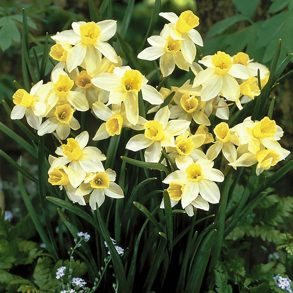 Promesse de Fleurs - Narcisse miniature Sailboat Bulbe calibre 10+ (par 10)