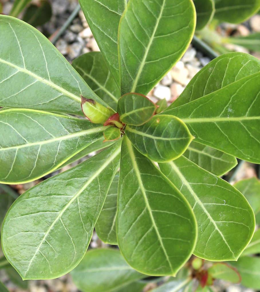 Sans Marque - Adenium obesum cv.Sai thong2  Caudex d'environ 300g 20/25cm - Image 3