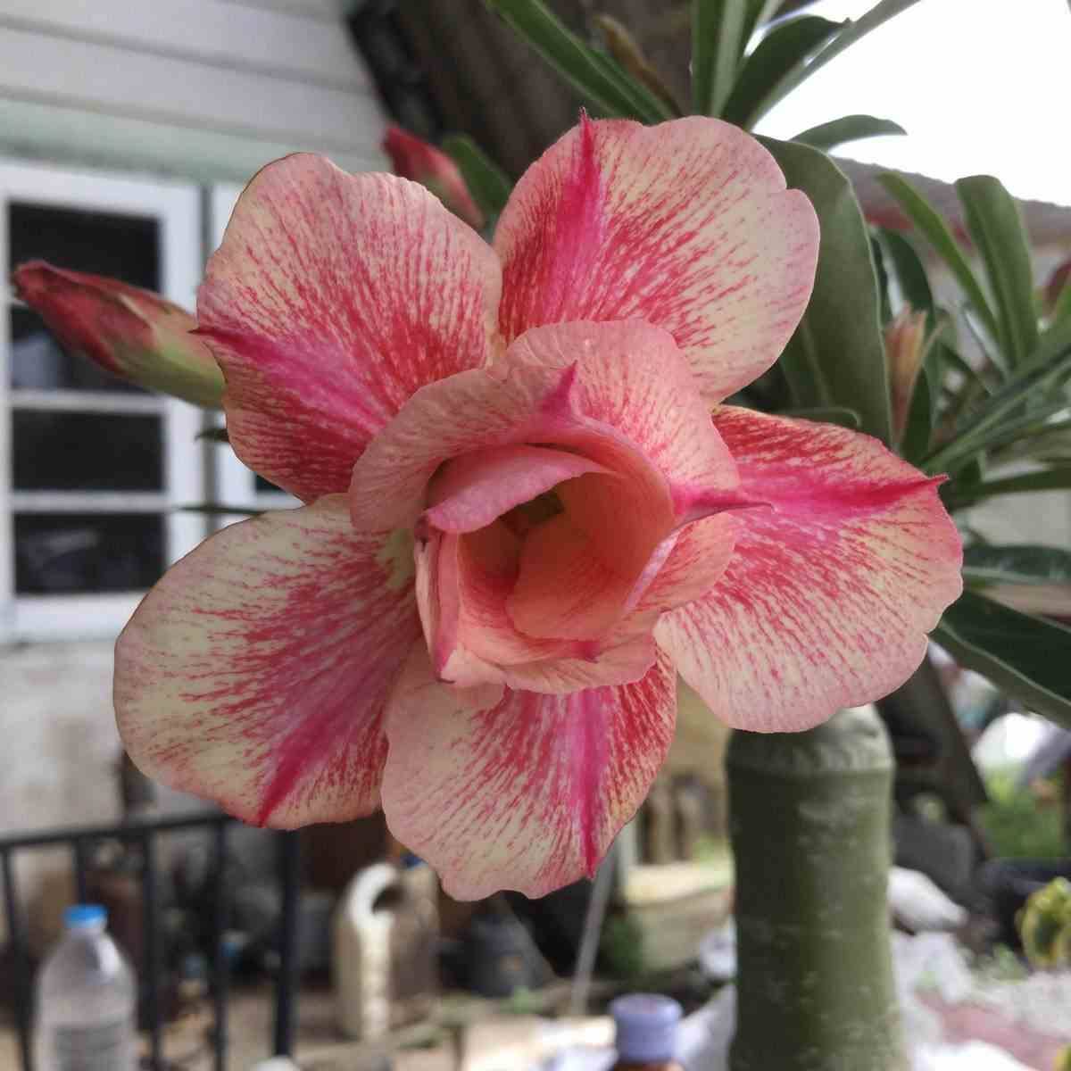 Sans Marque - Adenium obesum cv.Sai thong2 Caudex d'environ 300g 20/25cm - Image 1