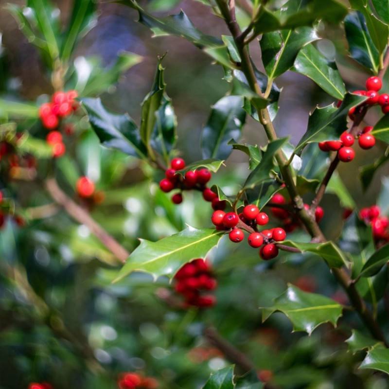 Houx commun Alaska, Ilex - Pot de 7,5L - 60/80 cm - Image 5