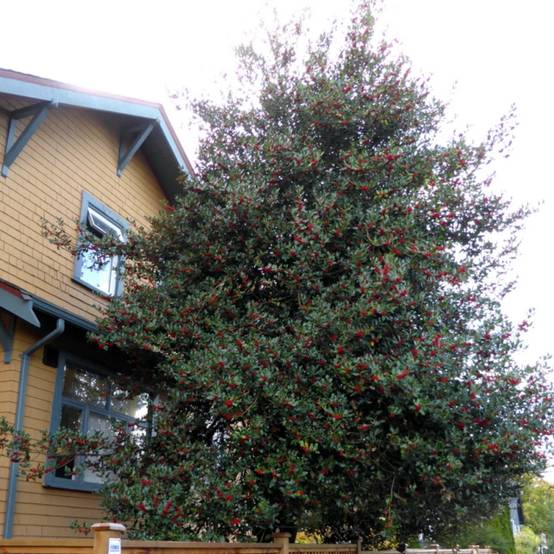 Houx commun Alaska, Ilex - Pot de 7,5L - 60/80 cm - Image 7