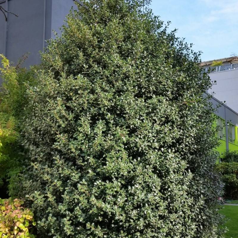 Houx commun Alaska, Ilex - Pot de 7,5L - 60/80 cm - Image 6
