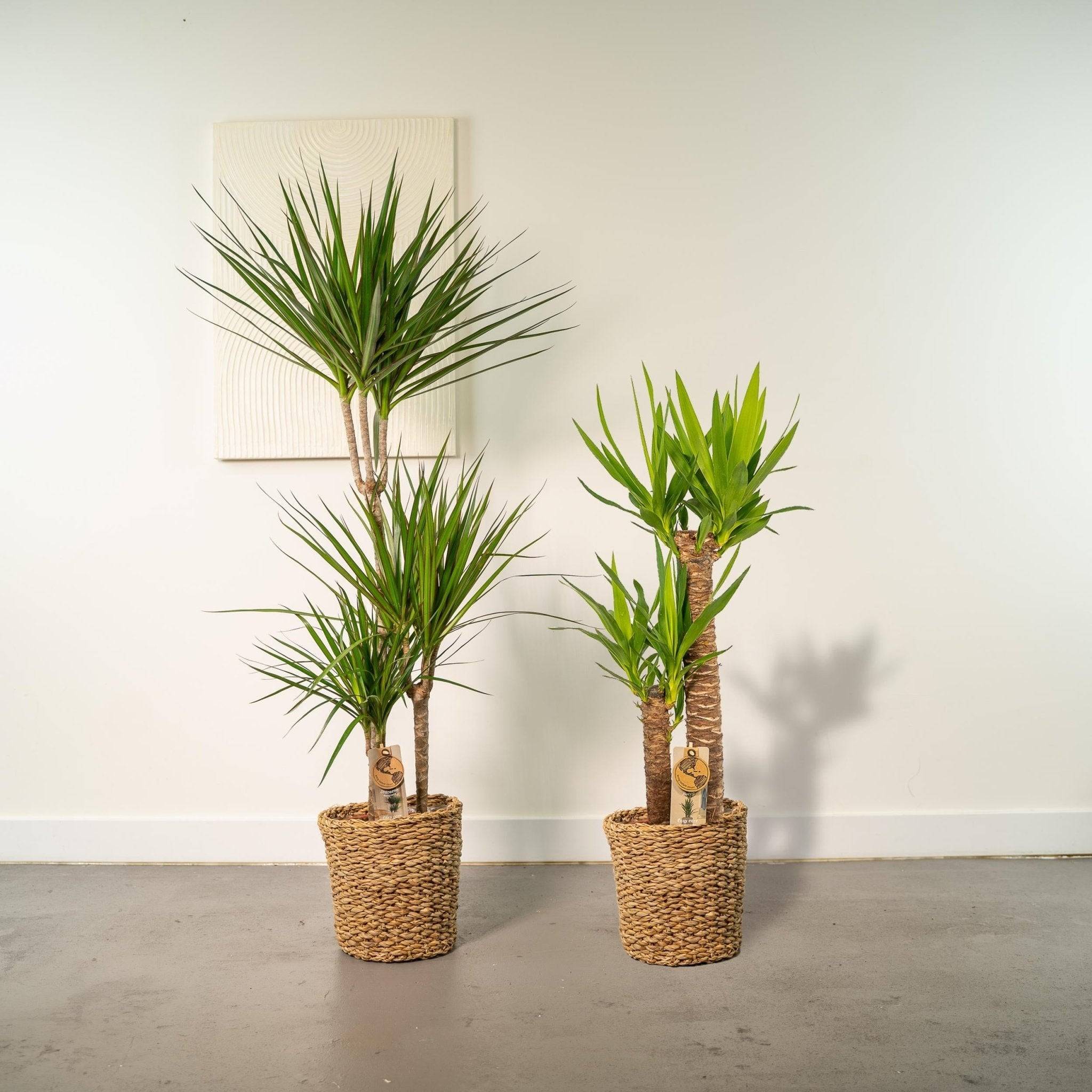 La Green Touch - Coffret Yucca, Dracaena - Lot de 2 plantes 120cm - Plante d'intérieur- La Green Touch - Imagen 5