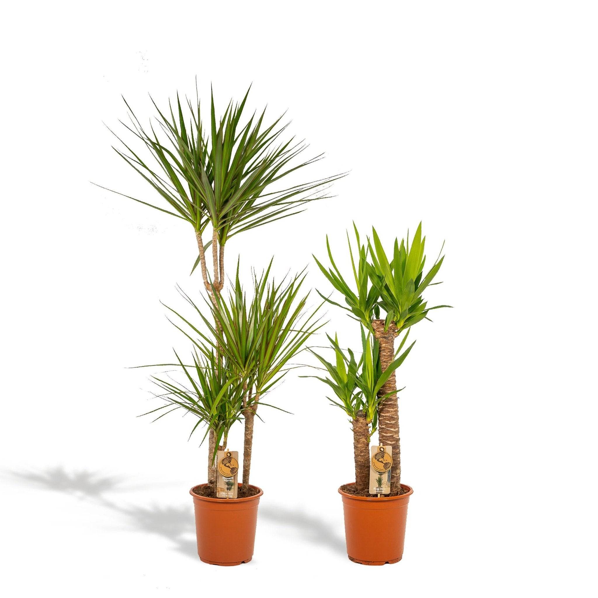 La Green Touch - Coffret Yucca, Dracaena - Lot de 2 plantes 120cm - Plante d'intérieur- La Green Touch - Imagen 2