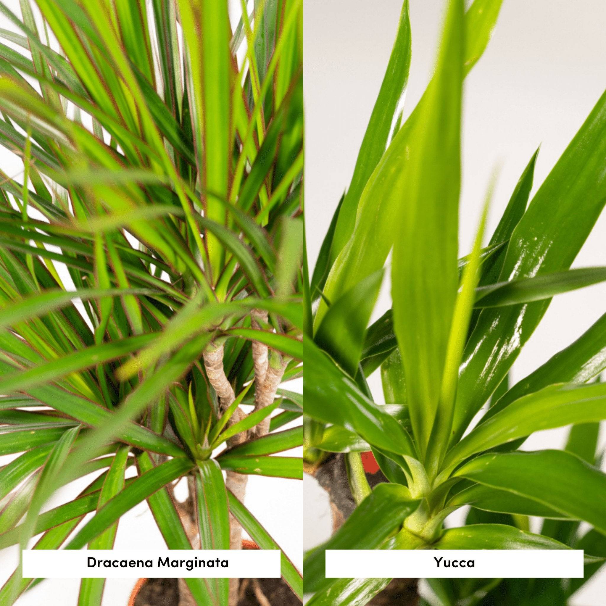 La Green Touch - Coffret Yucca, Dracaena - Lot de 2 plantes 120cm - Plante d'intérieur- La Green Touch - Imagen 4