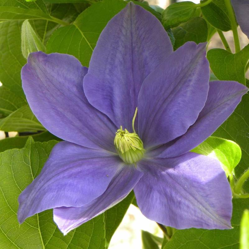 Clématite Fuji Musume à fleurs Bleue - feuillage Caduc - Pot de 3L - Echelle bambou 60/120 cm-  hauteur à maturité De 1,50 m à 2,00 m - Imagen 5