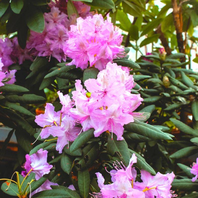 Rhododendron 'Bouquet de Flore' (Rhododendron 'Bouquet de Flore') - Godet 9cm - Pépinières Naudet - Image 1