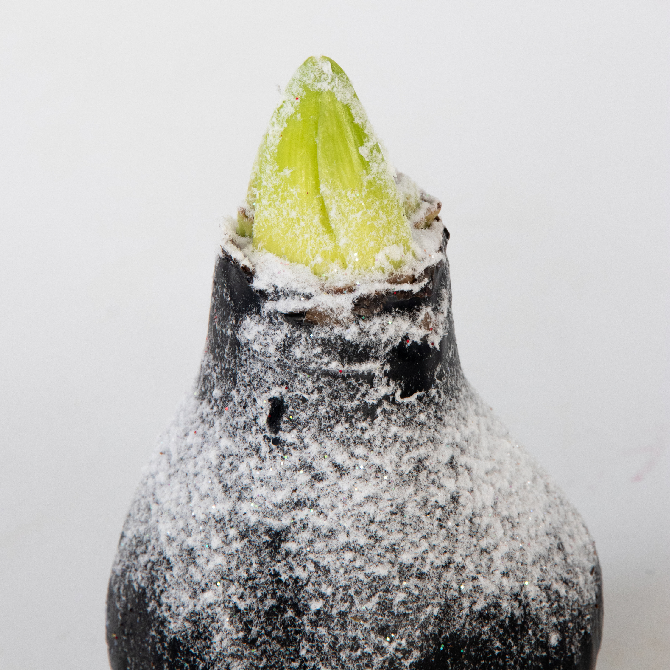 Plant In A Box - Amaryllis - hippeastrum 'Wax Snow Black' - Bulbe de fleur - Rouge - Image 4