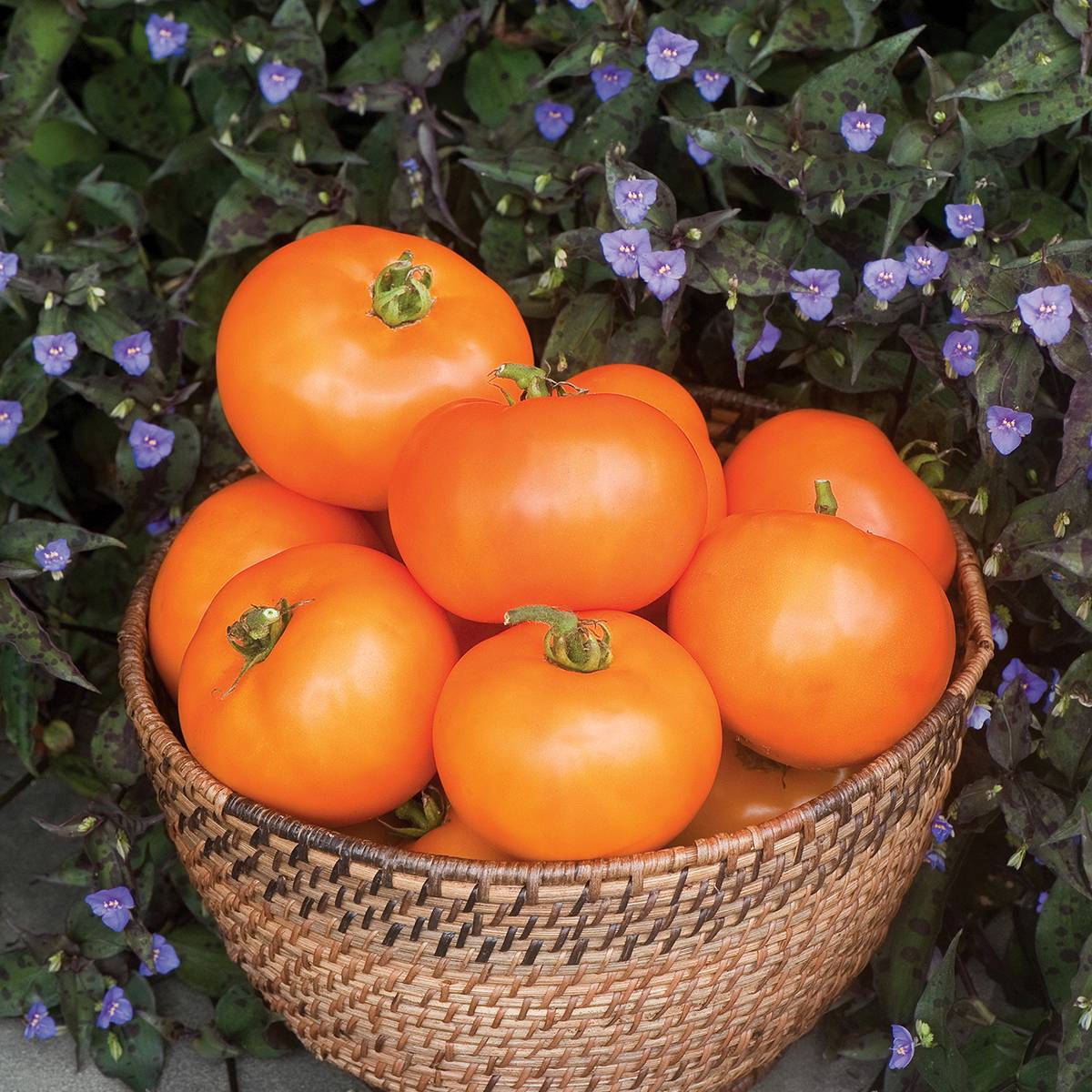 Tomate Orange Wellington F1 - Graines le sachet de 15 graines environ