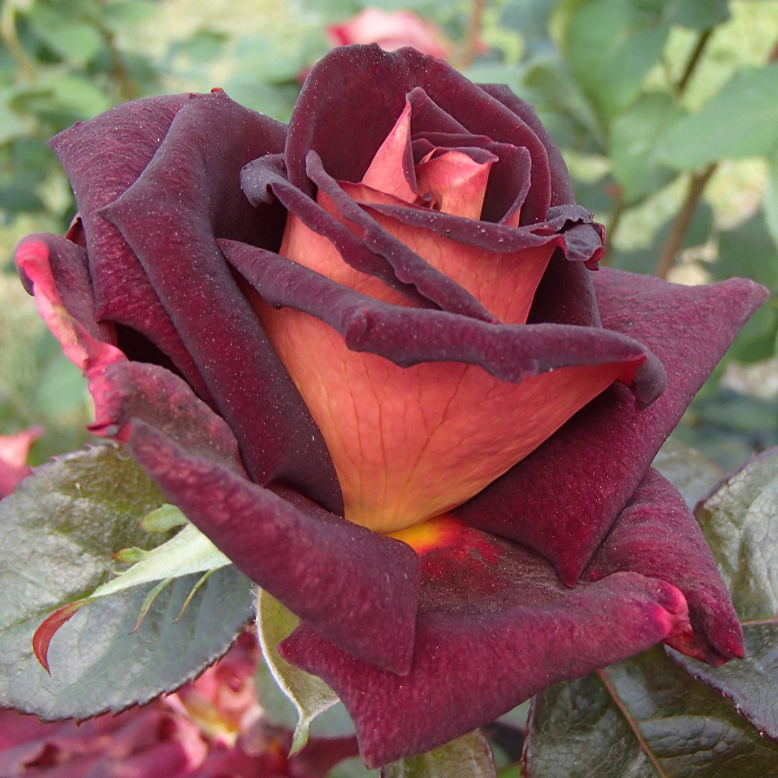 Promesse de Fleurs - Rosier à grandes fleurs Eddy Mitchell Pot de 4L/5L