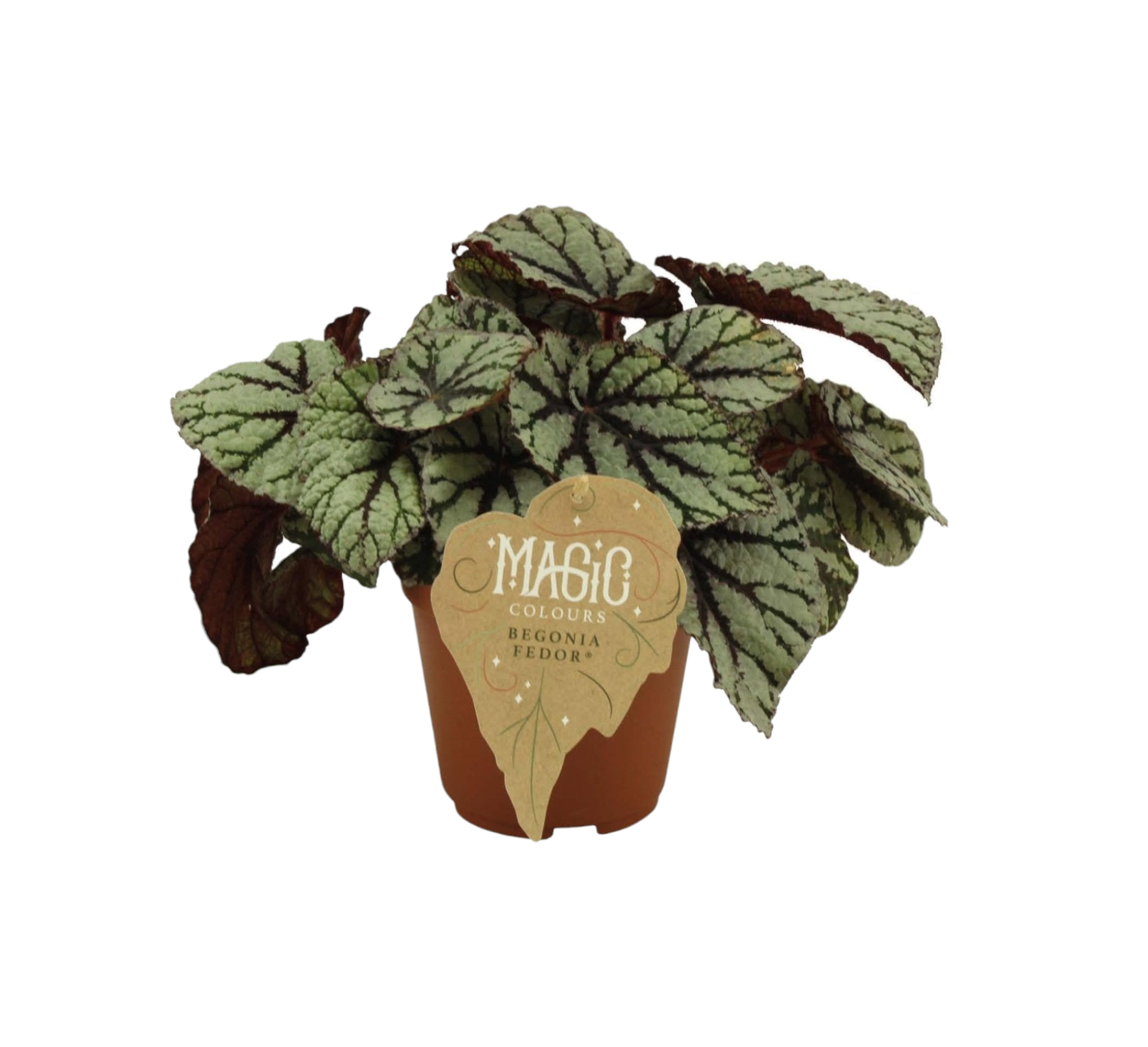 Begonia Rex Fedor 25cm - Plante d'intérieur- La Green Touch