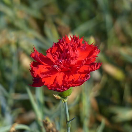 Graines d'Œillet des fleuristes Etincelant le sachet de 200 graines environ (0,5g)