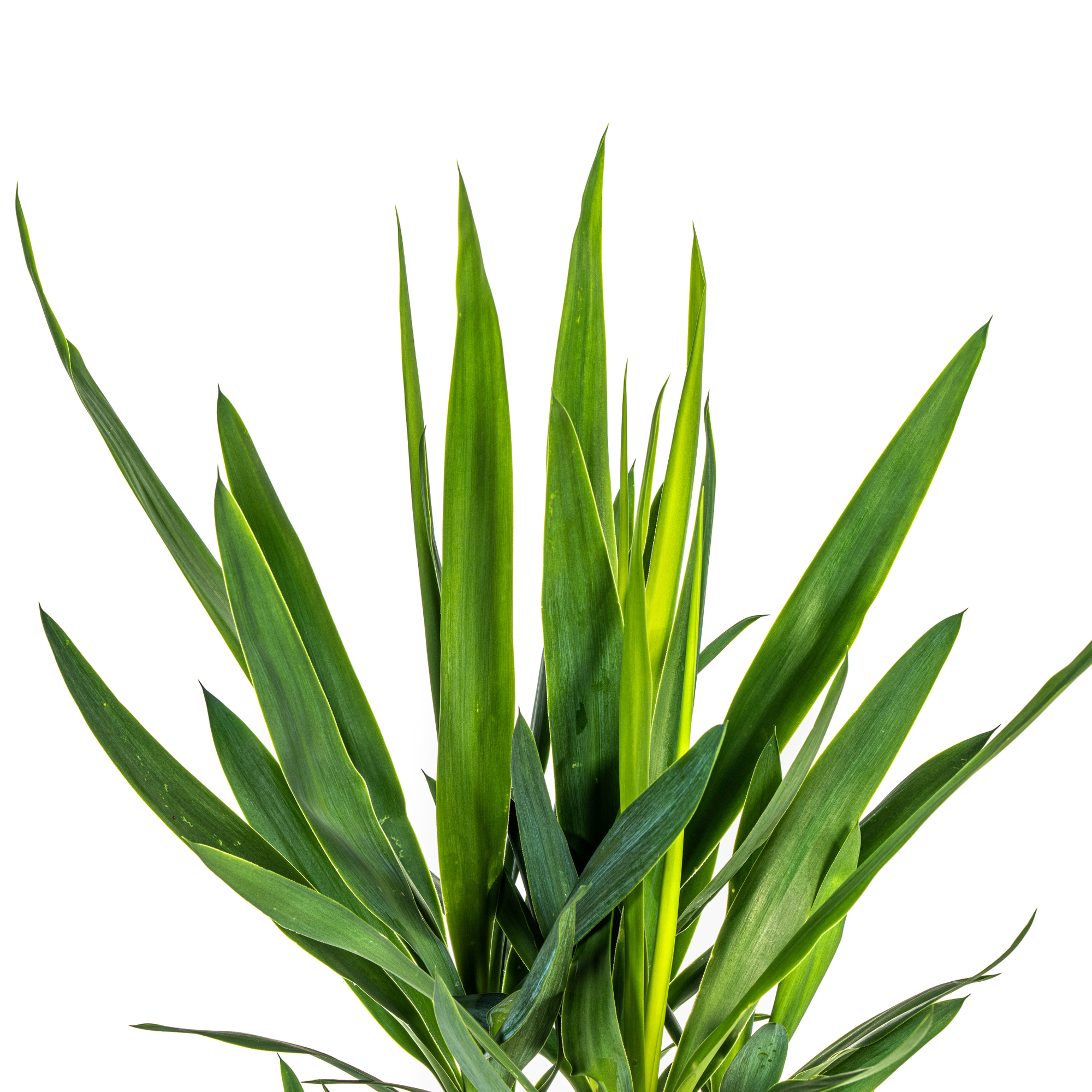La Green Touch - Yucca Elephantipes - D30 H90cm - Image 5