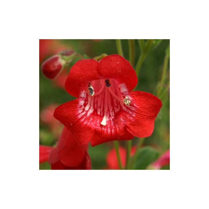 Penstemon Chester Scarlet à fleurs Rouge/ - feuillage Caduc - Godet - 5/20 cm - Imagen 2