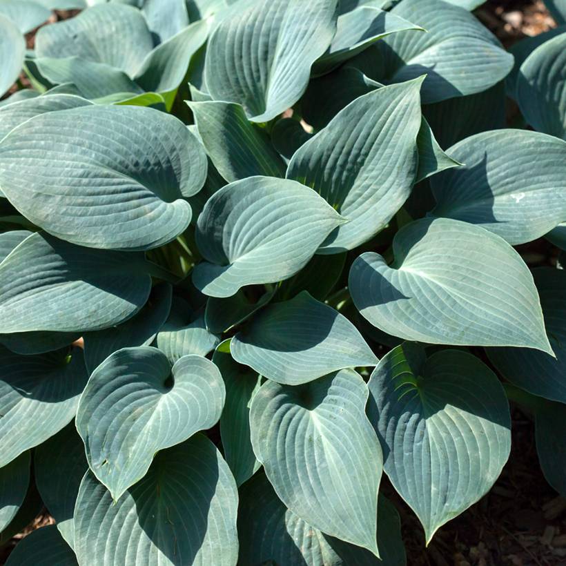 Hosta Blue Mammoth Pot de 1,5L/2L