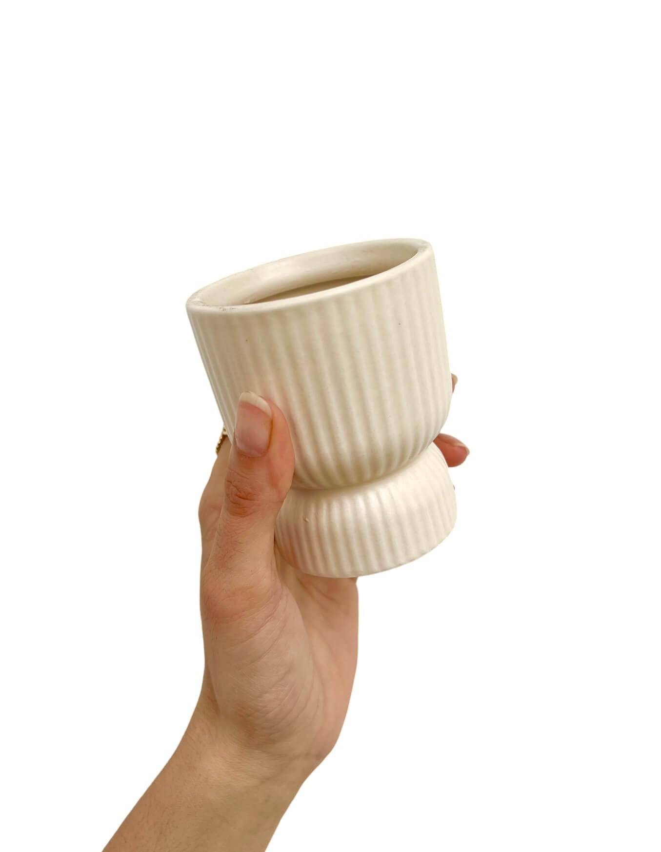 Plante Pilea peperomioide + Cache-pot coupe céramique mini - Blanc soie - Plantes d'intérieur