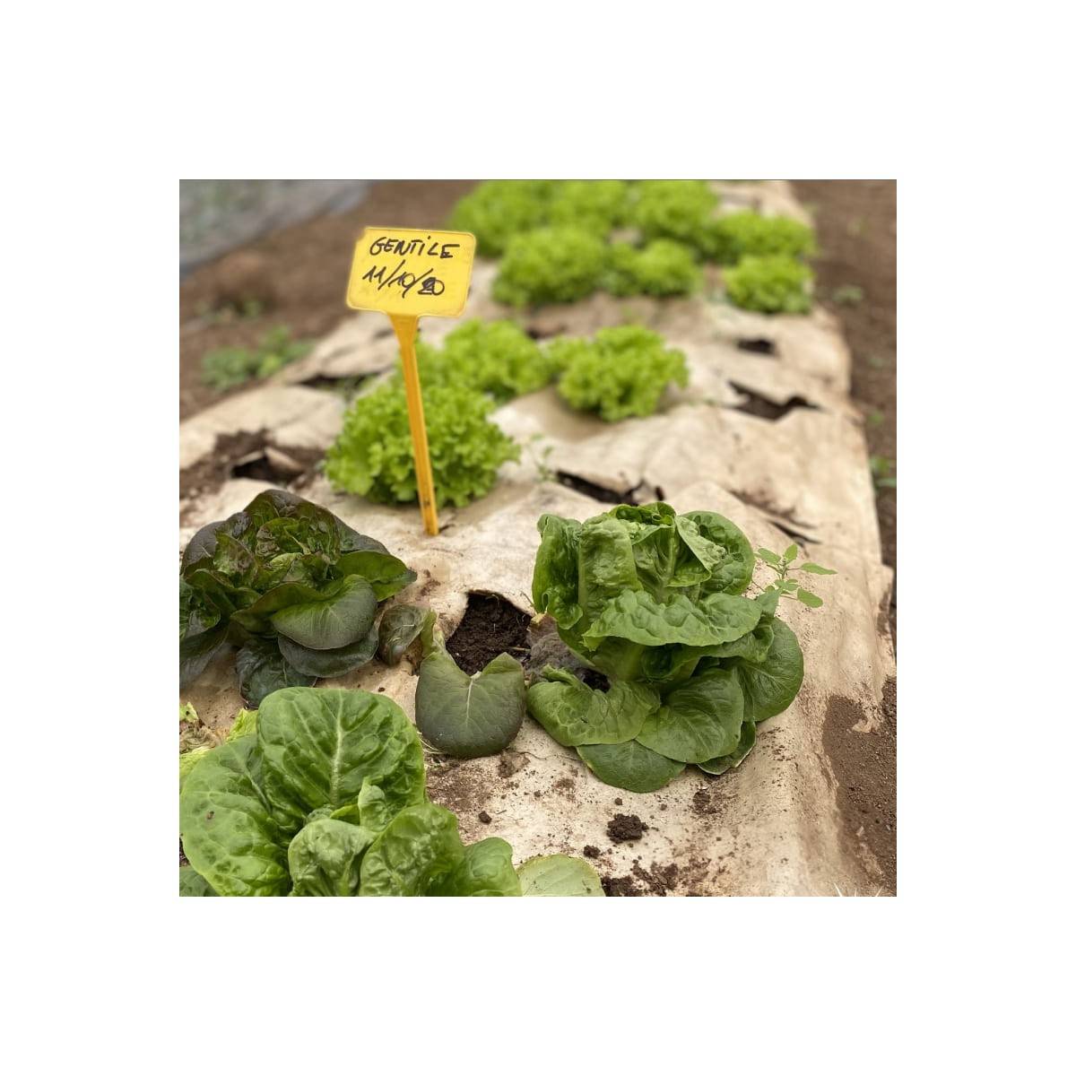 Kit Toile de paillage Papier Kraft 0.9 x 20m + 60 Piquets Bois fixation Paillage Autodégradable Anti mauvaises herbes Jardin - Image 5