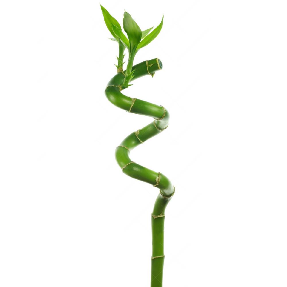 Gardenersdream - 1 Lucky Bambou 40 Cm Tiges Spiralées Pour Plante En Pot D'Intérieur Rebord De Fenêtre - GardenersDream - Imagen 1