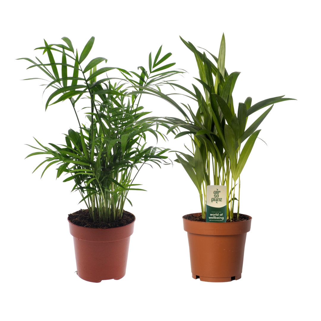 Dypsis Lutescens/chamadorea Duo - H40cm