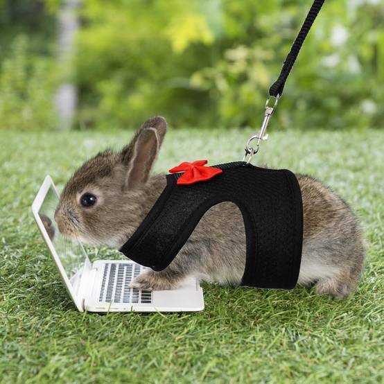 Harnais pour lapin m - IntiMeg - Image 4