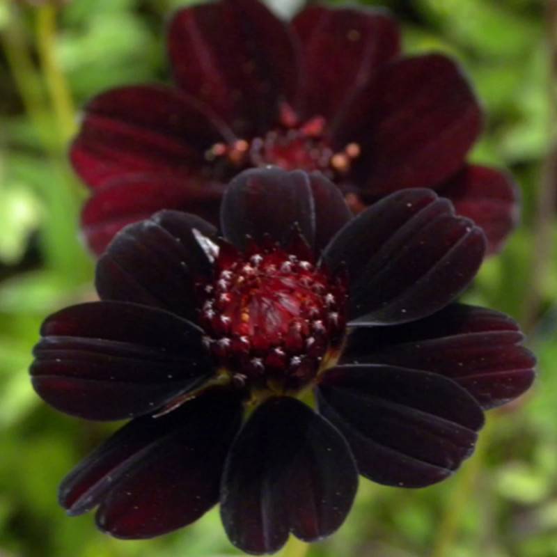 Cosmos chocolat Chocamocha® à fleurs Noir/Rouge - feuillage Caduc - Godet - 5/20 cm - Imagen 1
