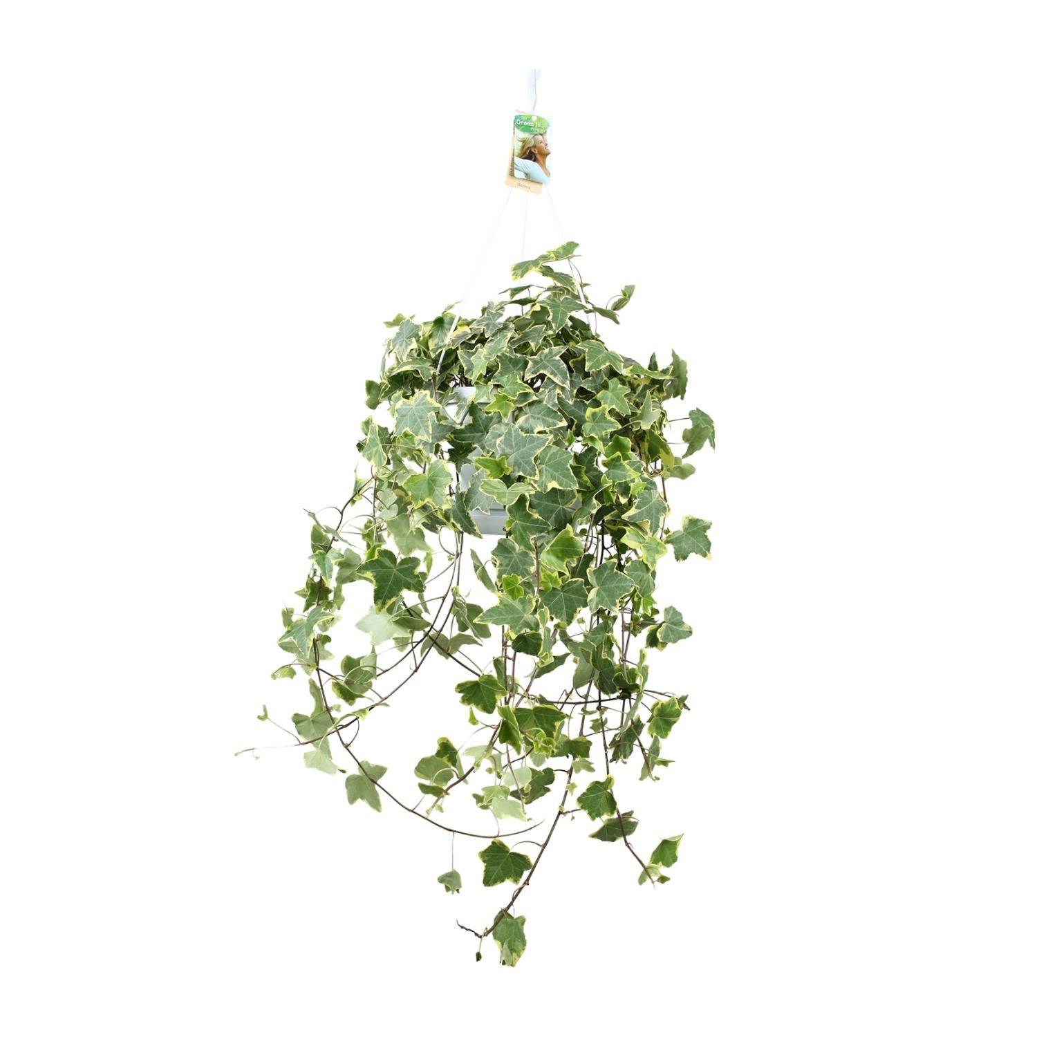 La Green Touch - Hedera Helix Doré Child - D24 - Image 2