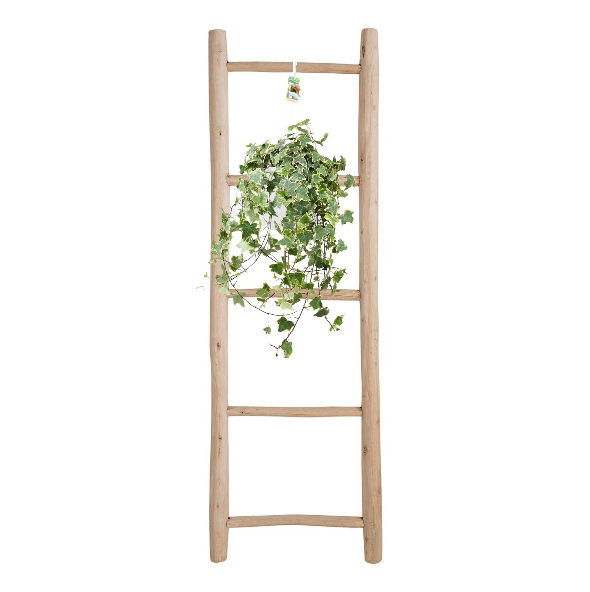 La Green Touch - Hedera Helix Doré Child - D24 - Image 3