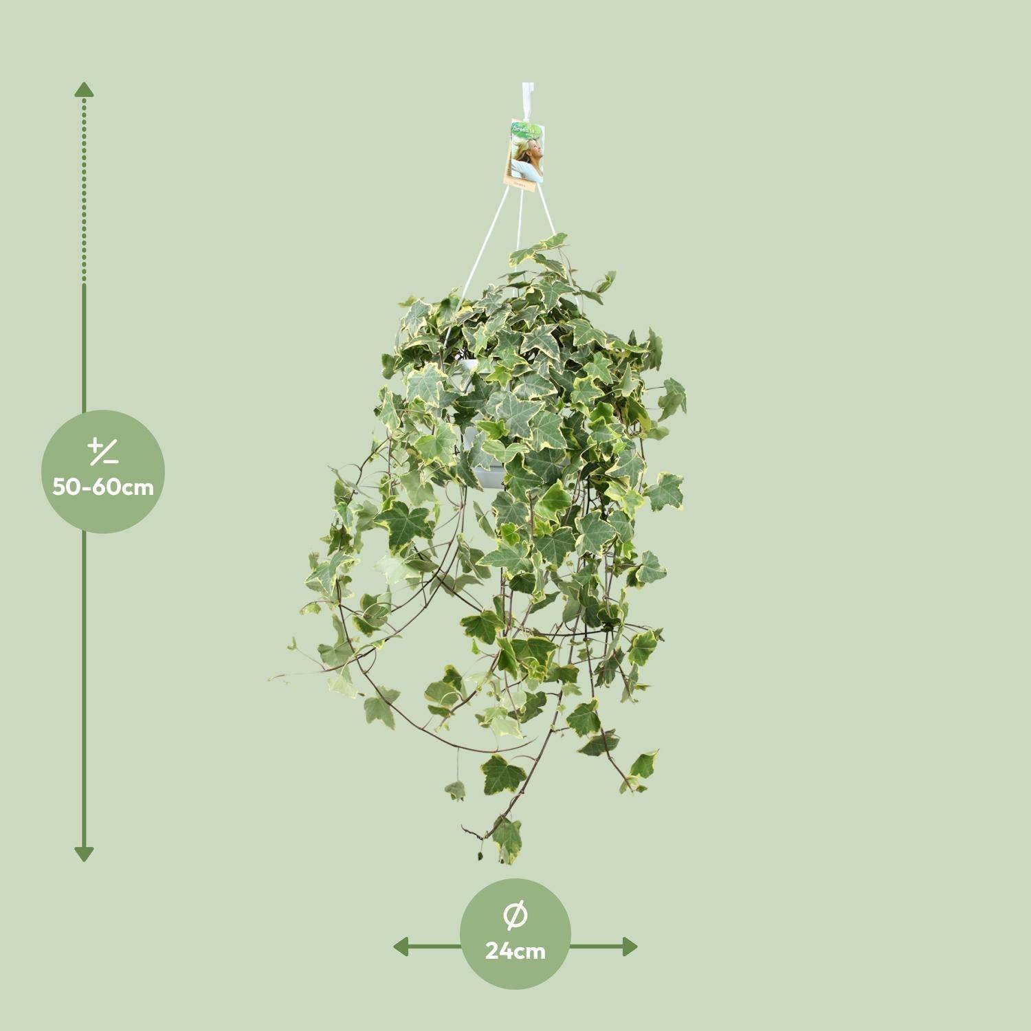 La Green Touch - Hedera Helix Doré Child - D24 - Image 4